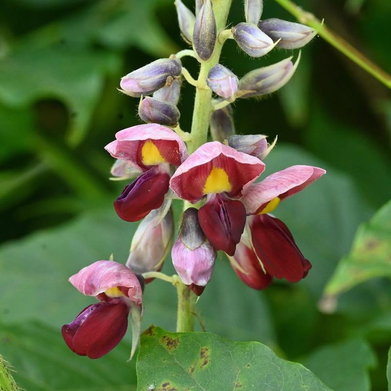 Kudzu (Pueraria Montana Var. Lobata)
