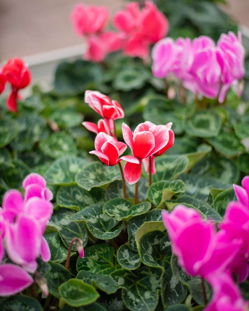 Add A Pop Of Color With Blooming Houseplants