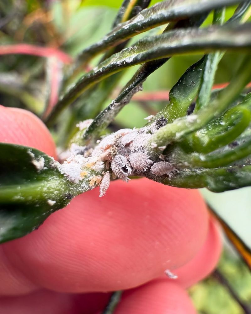 Monitoring For Pests During Weekly Inspections