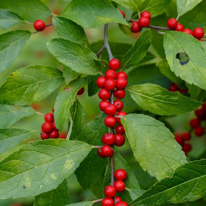 Choose True Winterberry, Not Evergreen Holly