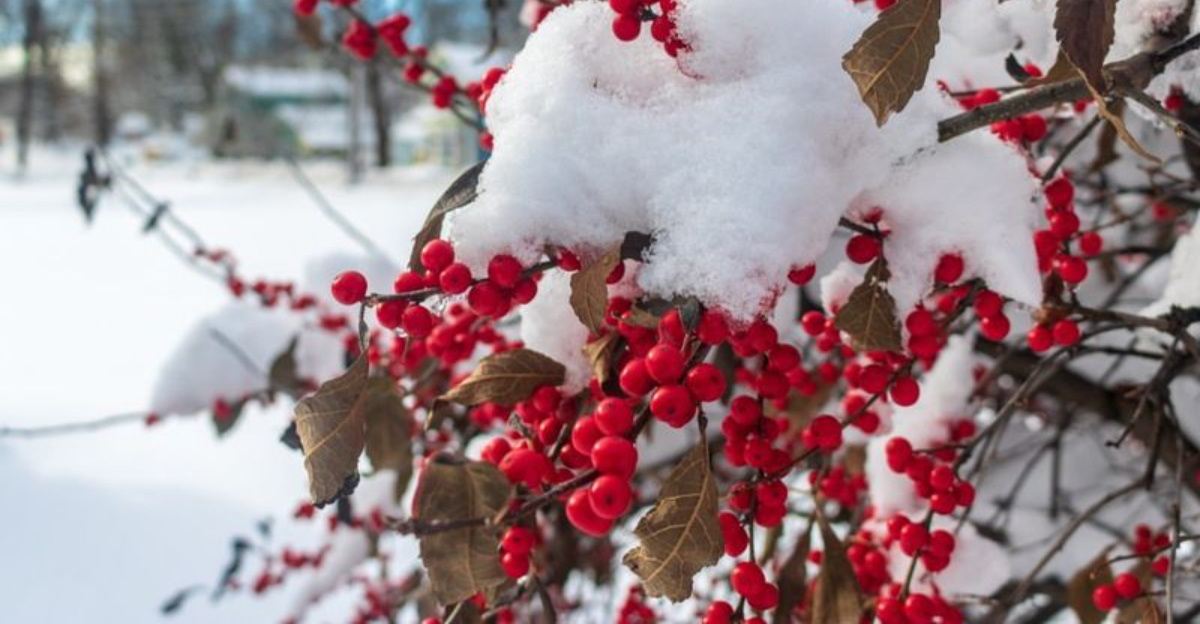 winterberry bush