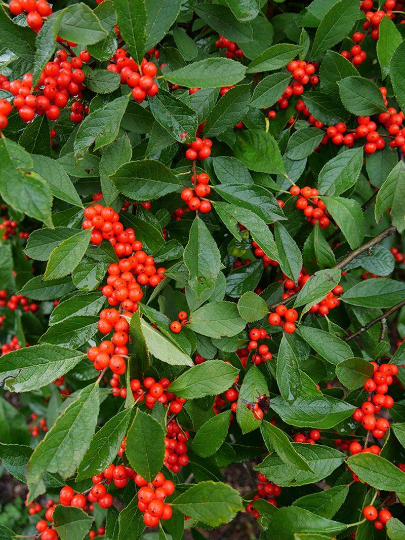 Winterberry Is A Native Shrub That Thrives In Ohio