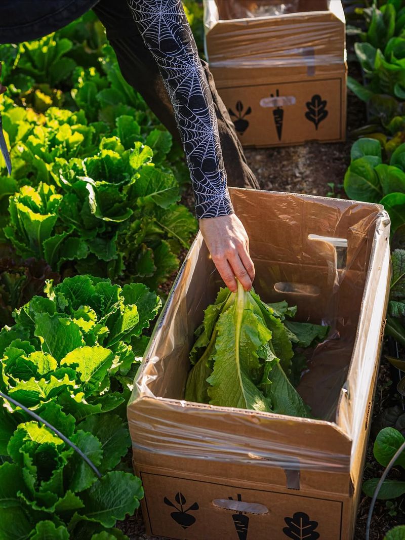 Harvest Outer Leaves Early To Keep Plants Productive