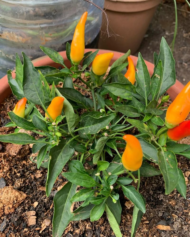 Select Varieties That Thrive In California Microclimates