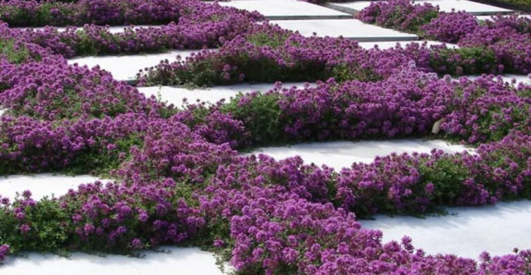 red creeping thyme