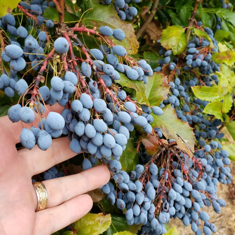 Oregon Grape (Mahonia aquifolium)