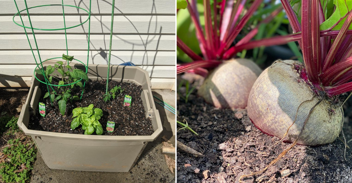 veggies container growing