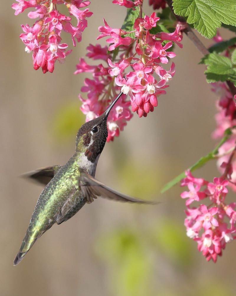 Red-Flowering Currant (Ribes sanguineum)