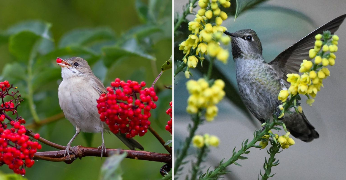 birds eating berries