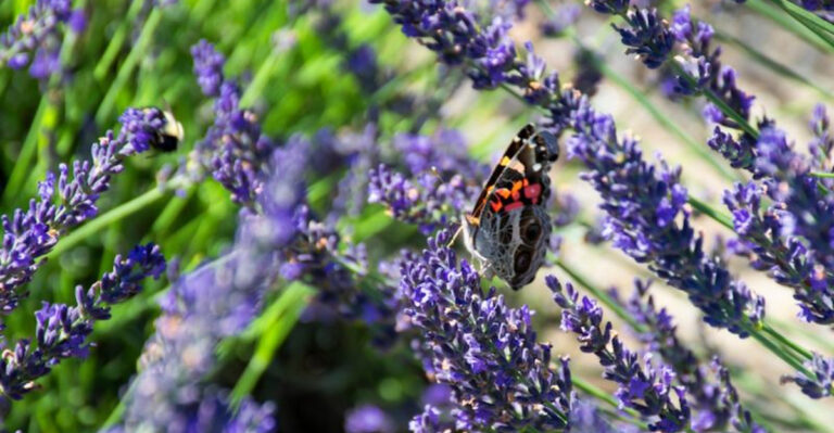 butterfly on lavender