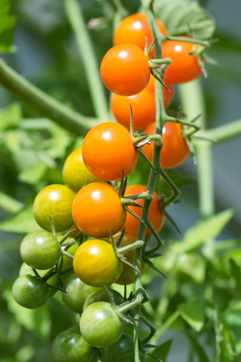 Choose Heat-Tolerant Varieties Perfect For California