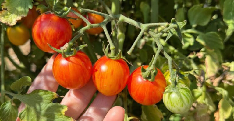 cherry tomatoes