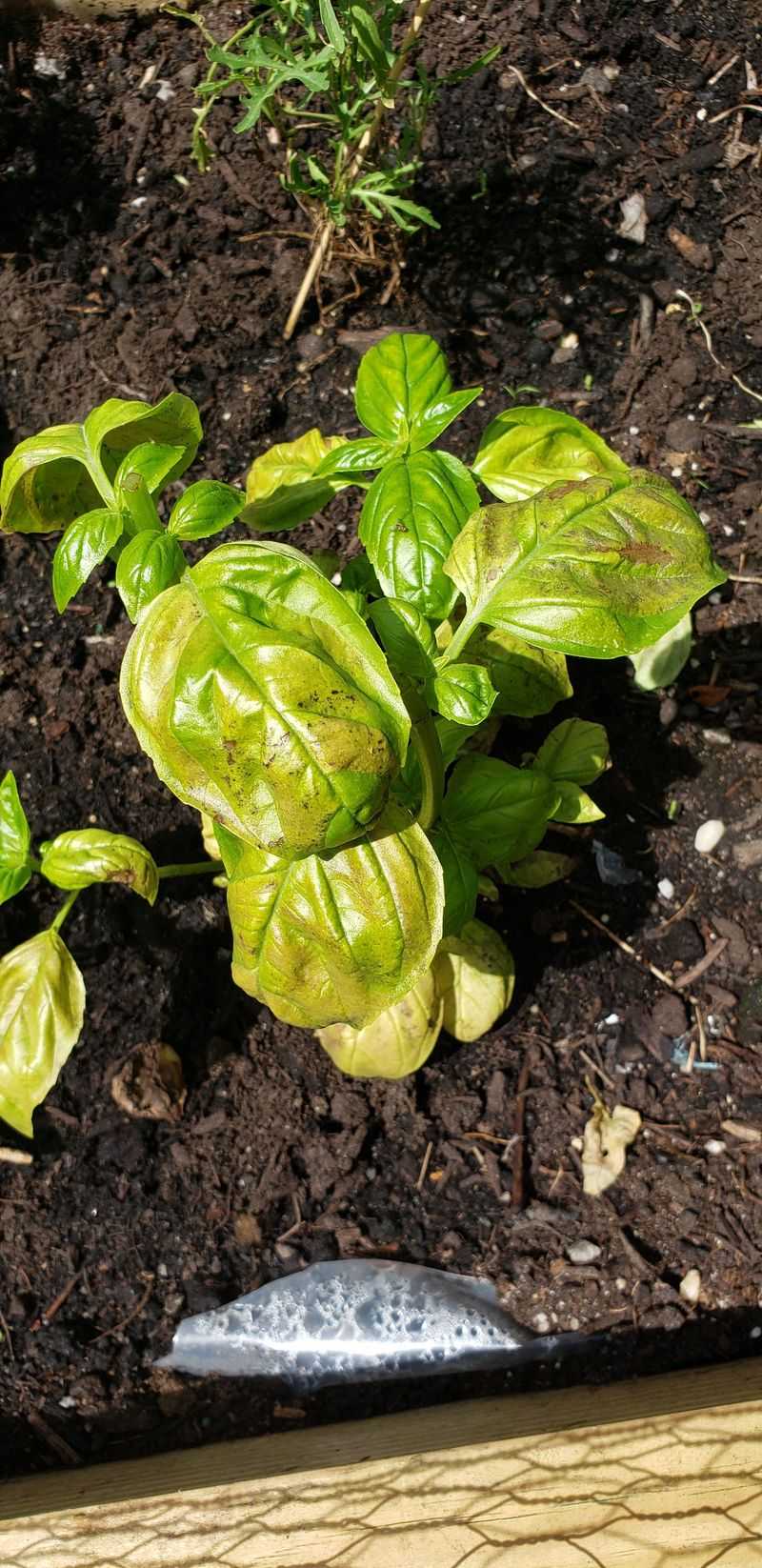 Overwatering During Cool Weather