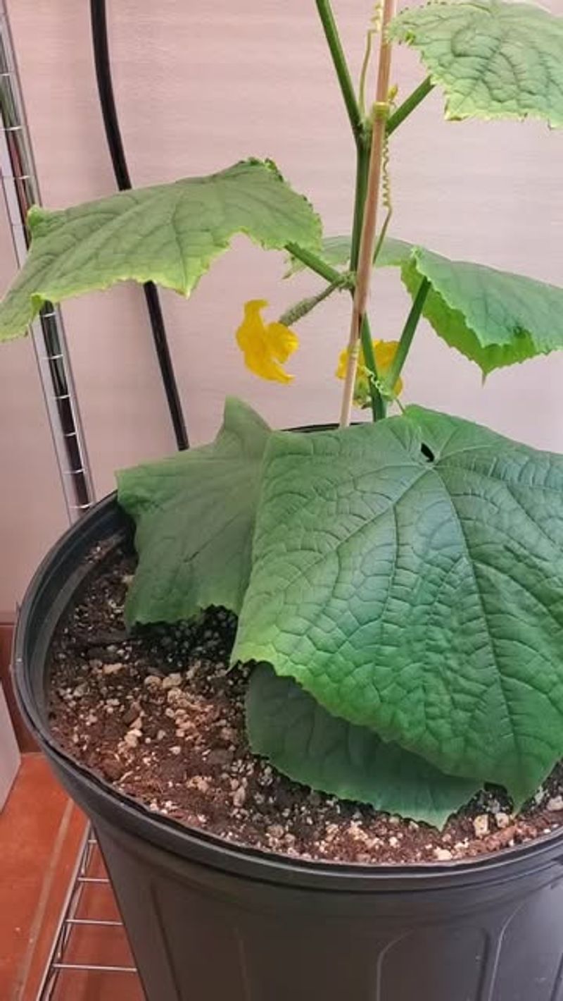 Pick Compact Varieties Perfect for Small Spaces