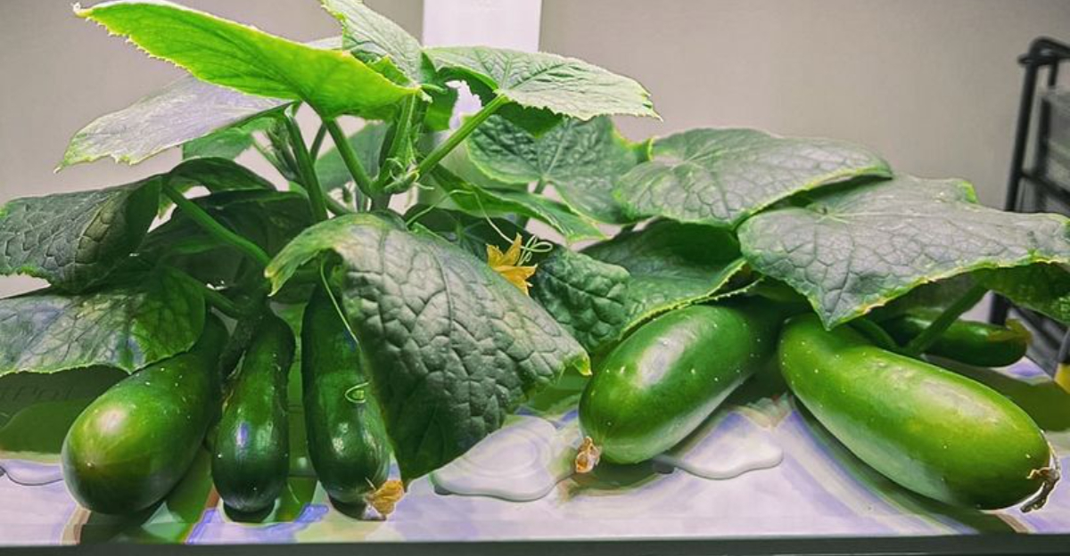 Growing Cucumbers Indoors – How New York Gardeners Make It Work