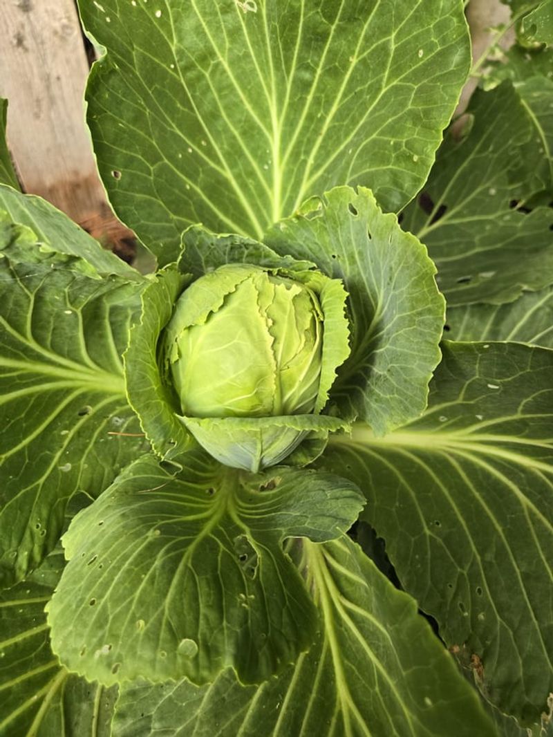Cabbage