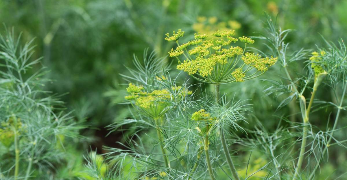 dill (featured image)