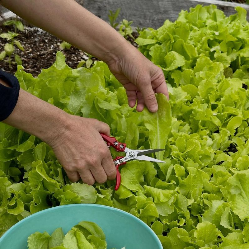 Harvesting Young Leaves To Encourage Regrowth