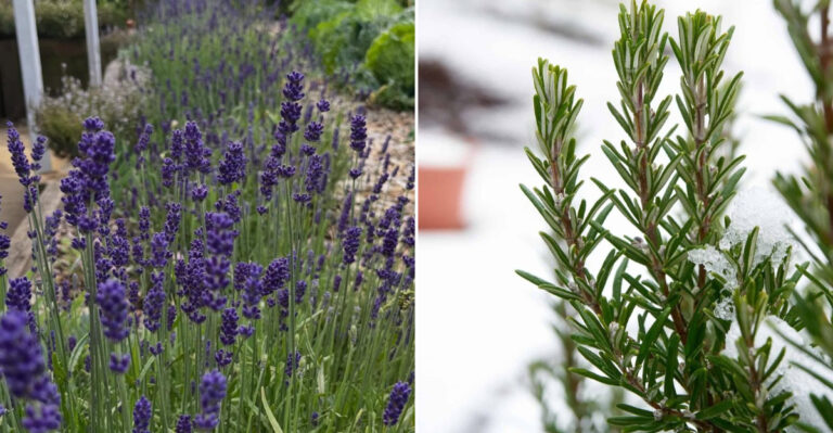lavander and rosemary