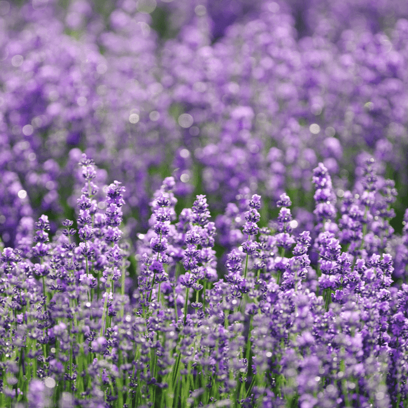 Choose A Sunny Spot With At Least Six Hours Of Direct Light