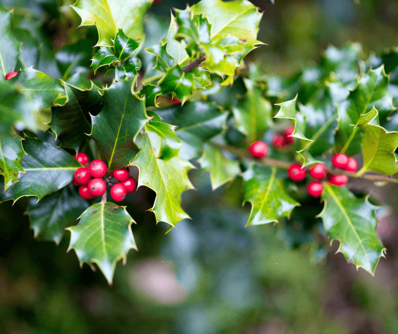 Watering Requirements