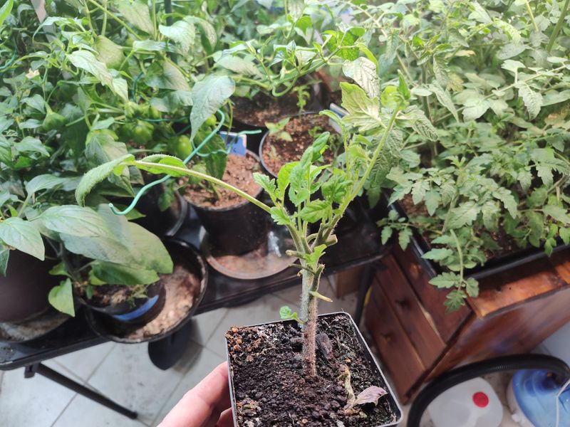 Seedlings Look Top-Heavy Or Tip Easily