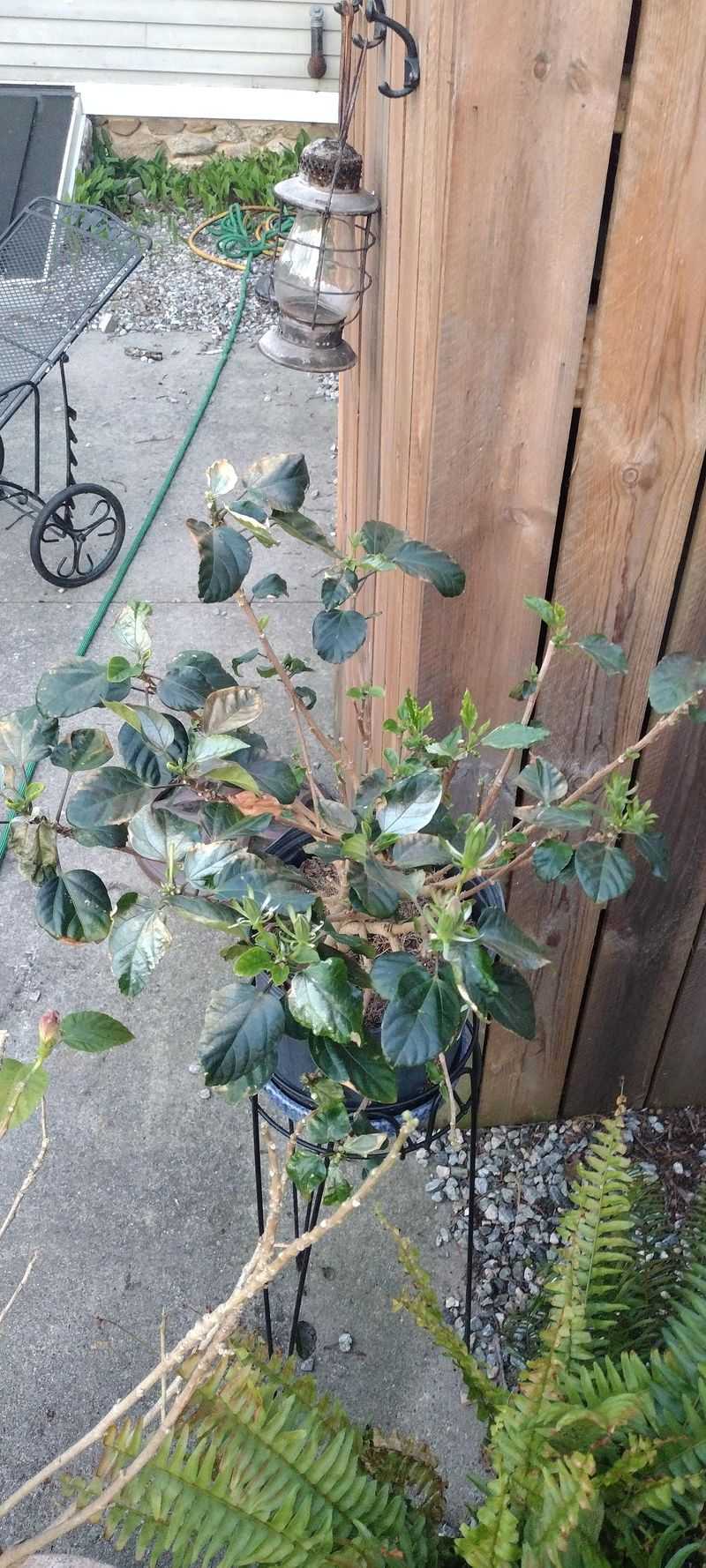 Cool Nights Can Stress Leaves And Impact Blooms