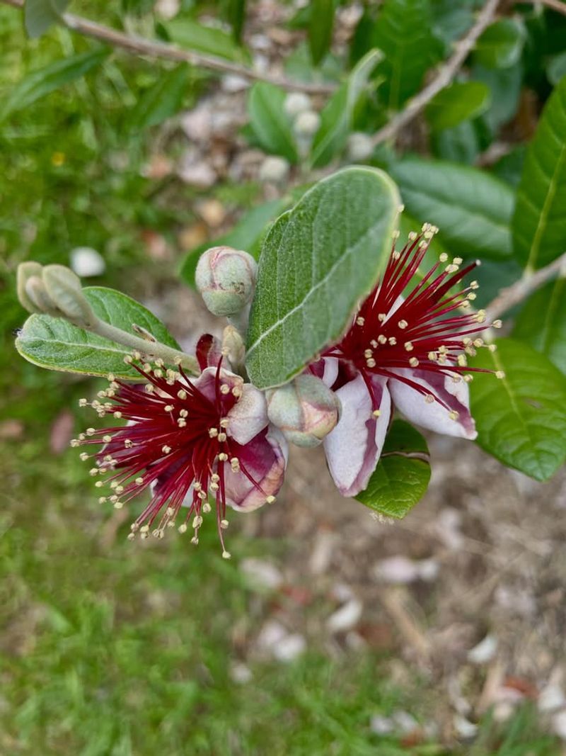 Pineapple Guava (Feijoa Sellowiana)