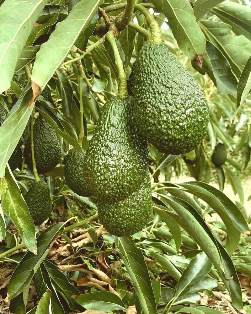 Avocado Trees That Mature Faster Than You Think