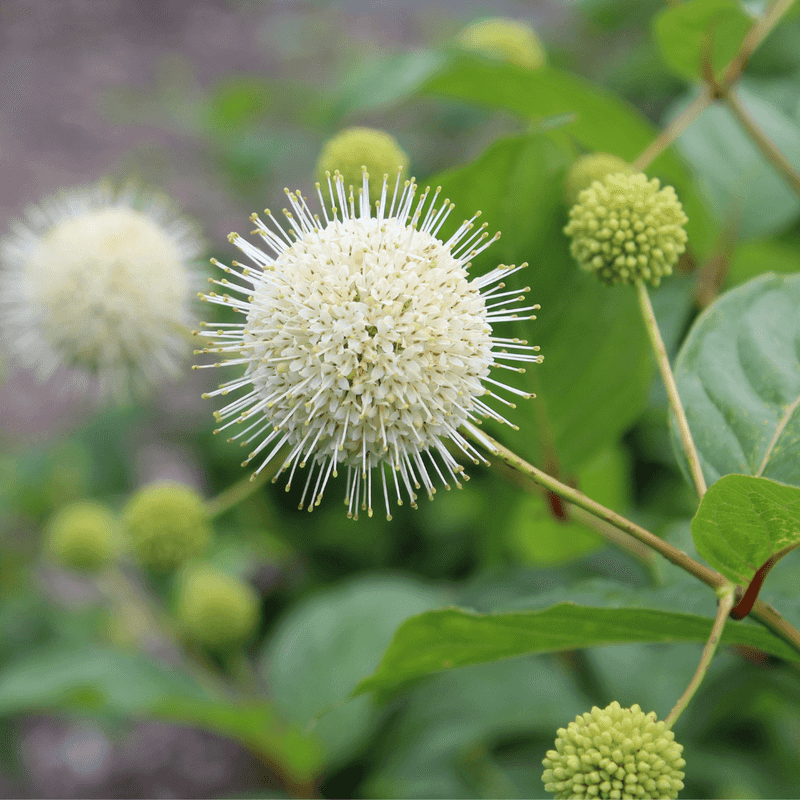 Buttonbush