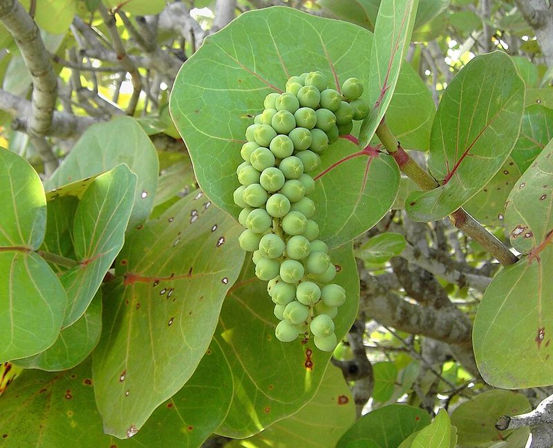 Sea Grape (Coccoloba uvifera)