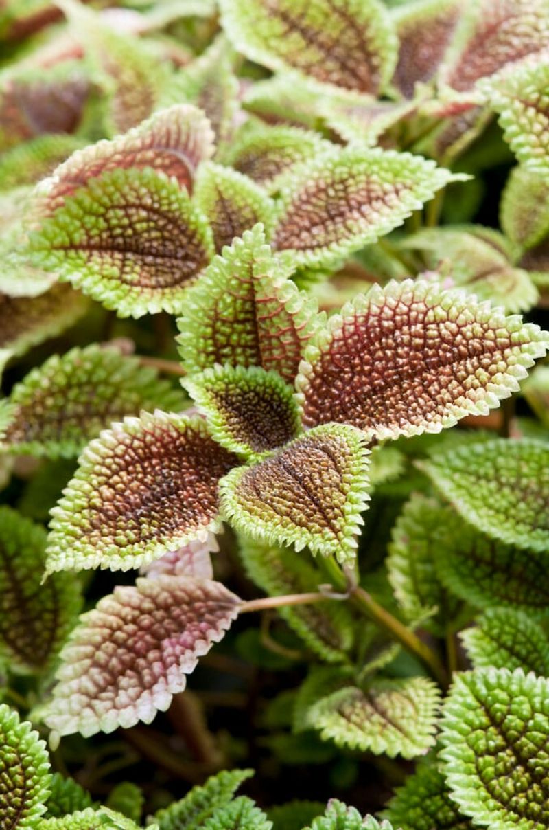 Pilea Involucrata (Friendship Plant)