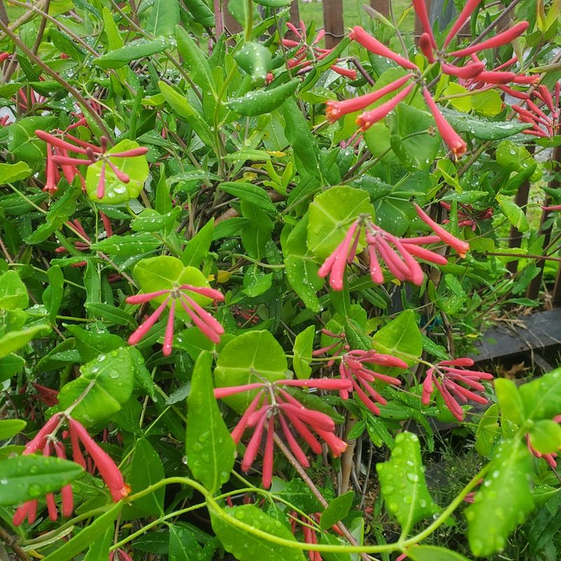 Coral Honeysuckle (Lonicera Sempervirens 'Major Wheeler')