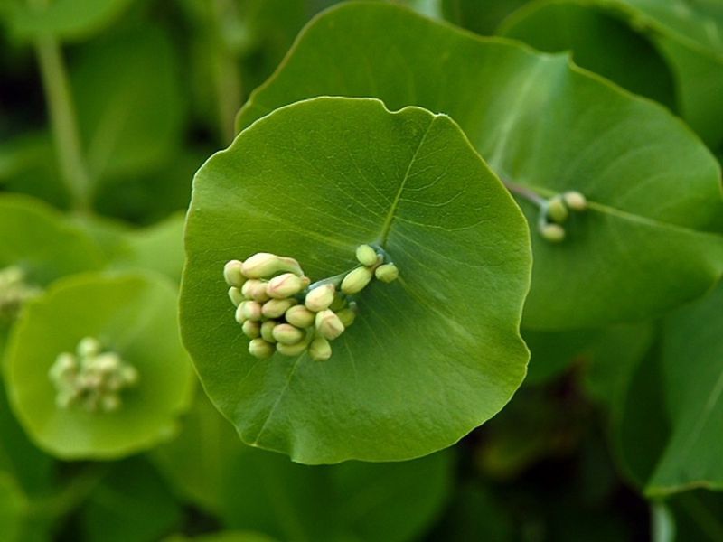Grape Honeysuckle (Lonicera Prolifera)