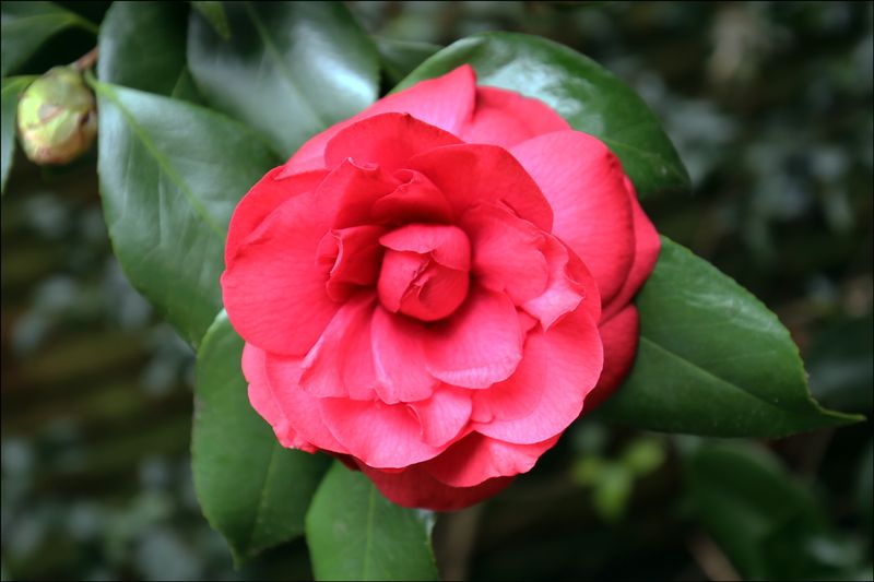 Filoli Historic House And Garden