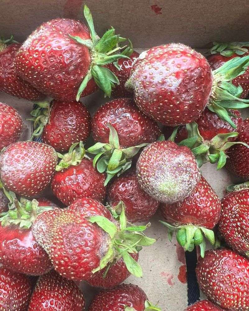 Water Carefully To Prevent Mold And Fungus