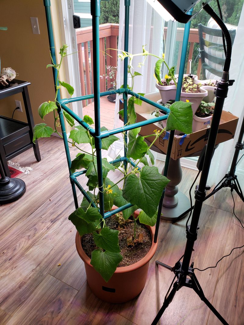 Support Vines with Stakes or Trellises