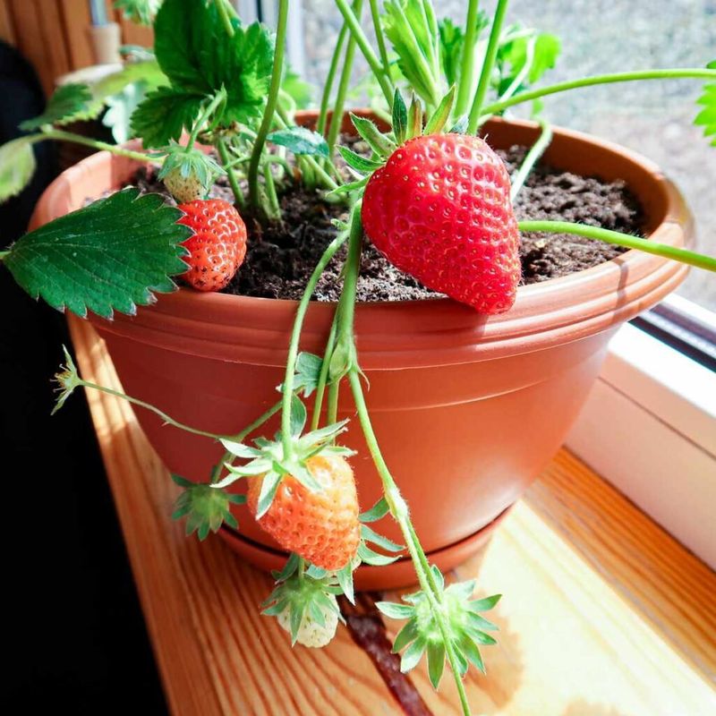 Water Carefully To Avoid Mold And Root Problems