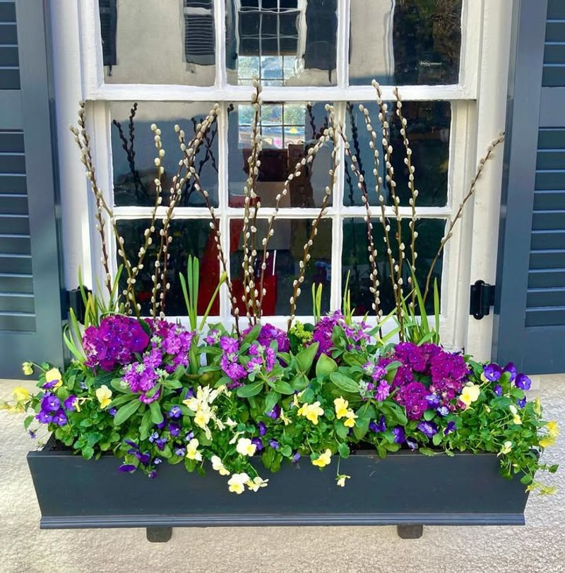 Window Box Plantings