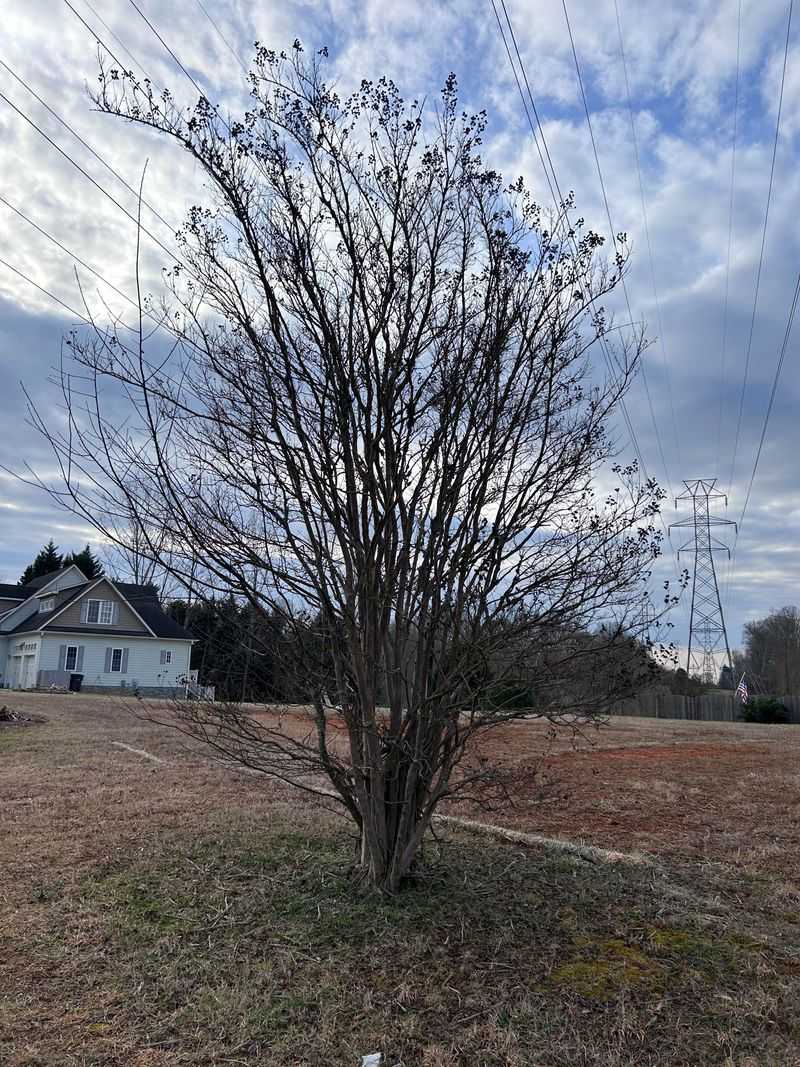 Crape Myrtles Need February Shaping