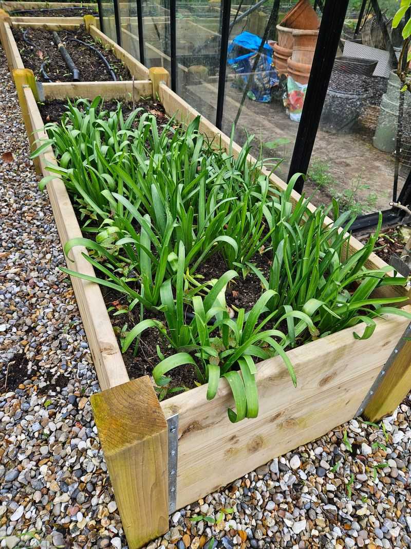 Transplant Bulbs Into Your Garden Beds