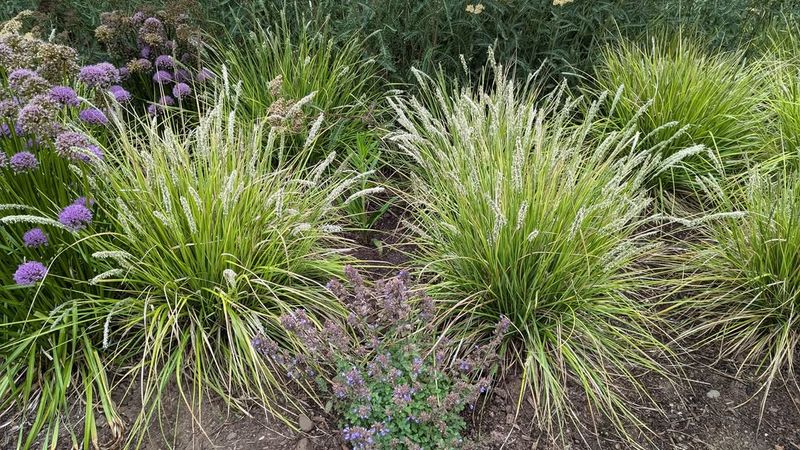 Ornamental Grasses