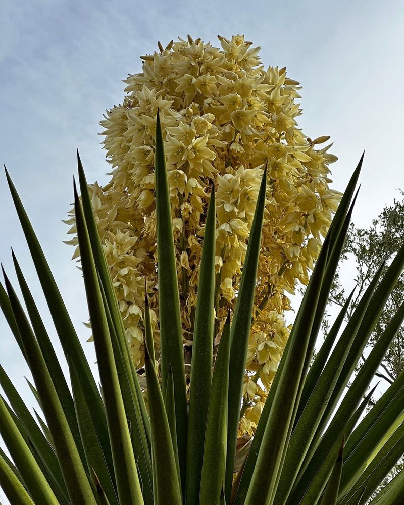 Native And Arid Plants Are Taking Center Stage