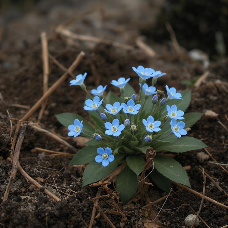 Forget-Me-Not (Myosotis)