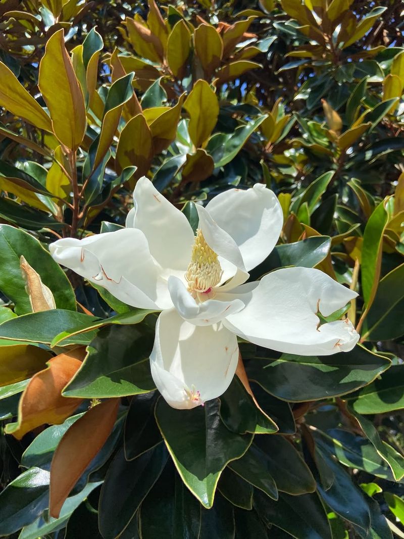 Magnolia Trees With Iconic Oversized Blossoms