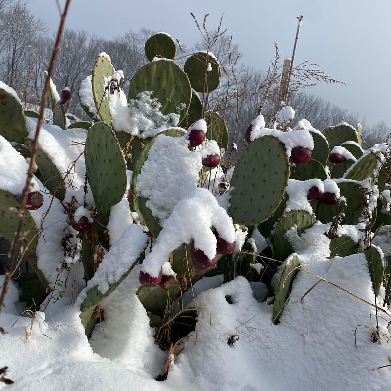 Sedum And Other Cold-Hardy Succulents