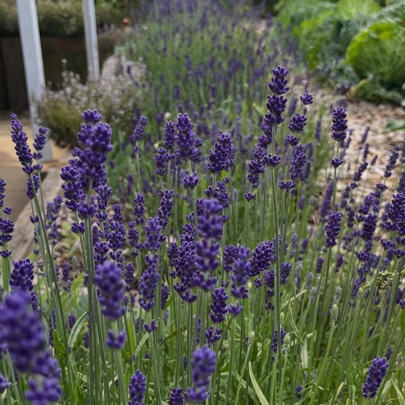 Choose Varieties That Thrive In Oregon's Climate