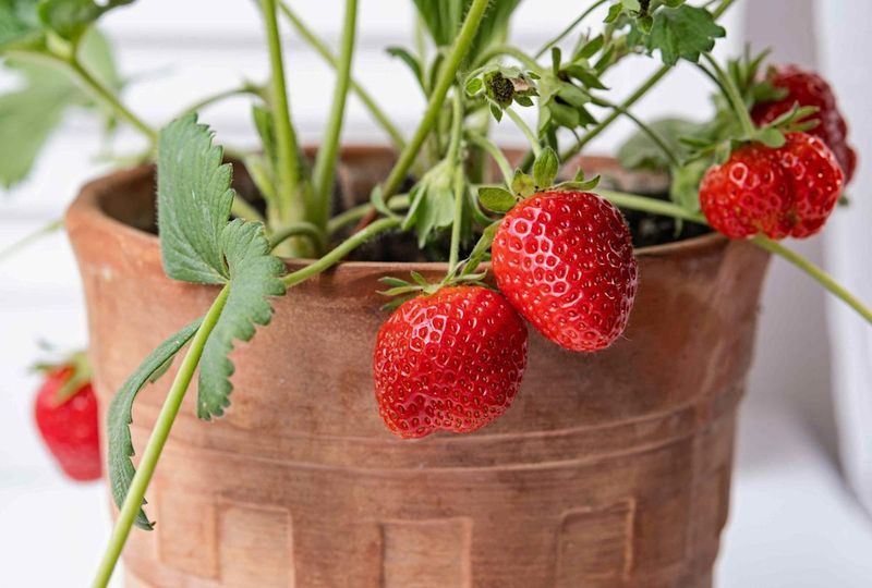 Adjust Expectations&mdash;But Enjoy Better Flavor Than Store-Bought