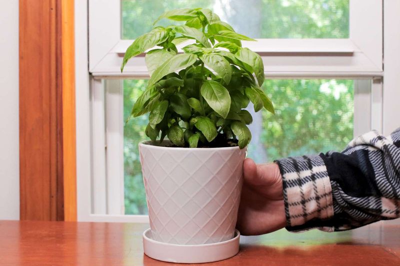Keep Herbs Away From Radiators And Drafty Windows