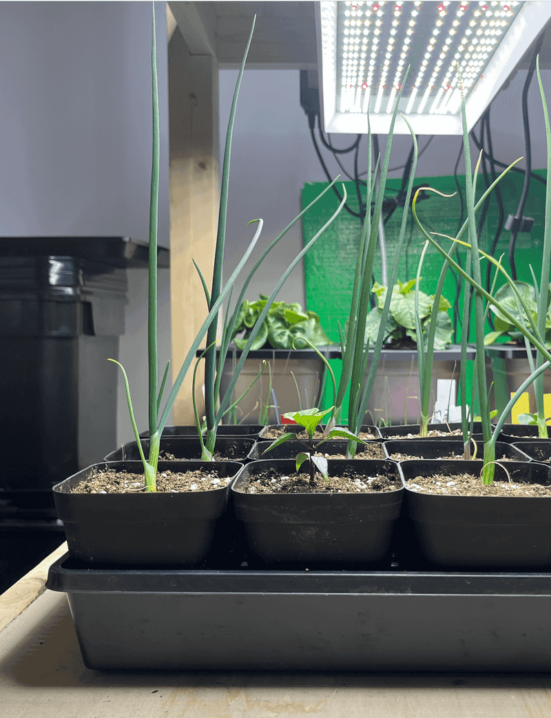 Provide Supplemental Lighting If Needed